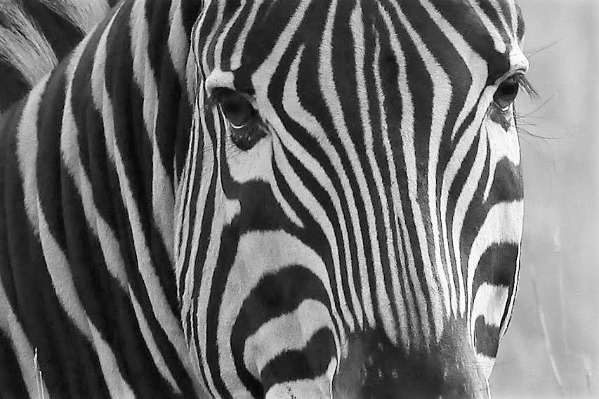 Zebra
